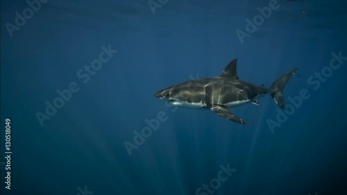 A Great white shark passing by at Guadalupe Island, Mexico. The shark is filmed out of a shark cage.