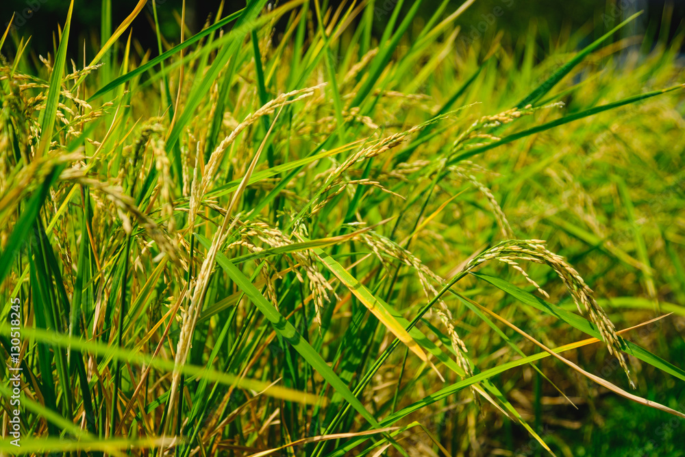 An Image of Ear Of Rice in garden with selective focus and blurry background.