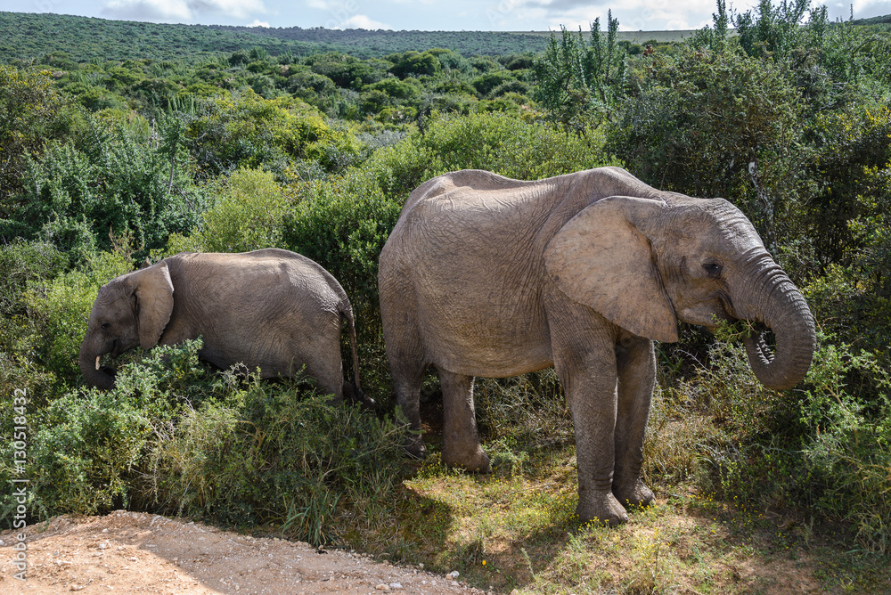 Fototapeta premium African Elephants in Addo Elephant National Park, South Africa