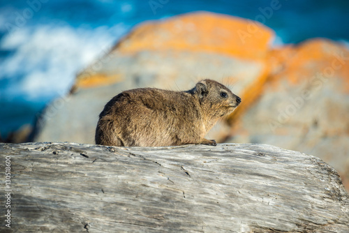 A Rock Hyrax or Dassie (Procavia capensis) in Tsitsikamma National Park, South Africa