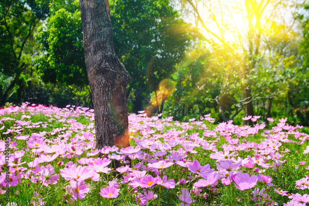 sun lighting flare effect. cosmea flower under sunlight with selective focus and blurry background. sun lighting flare effect. cosmea flower under sunlight with selective focus and blurry background.