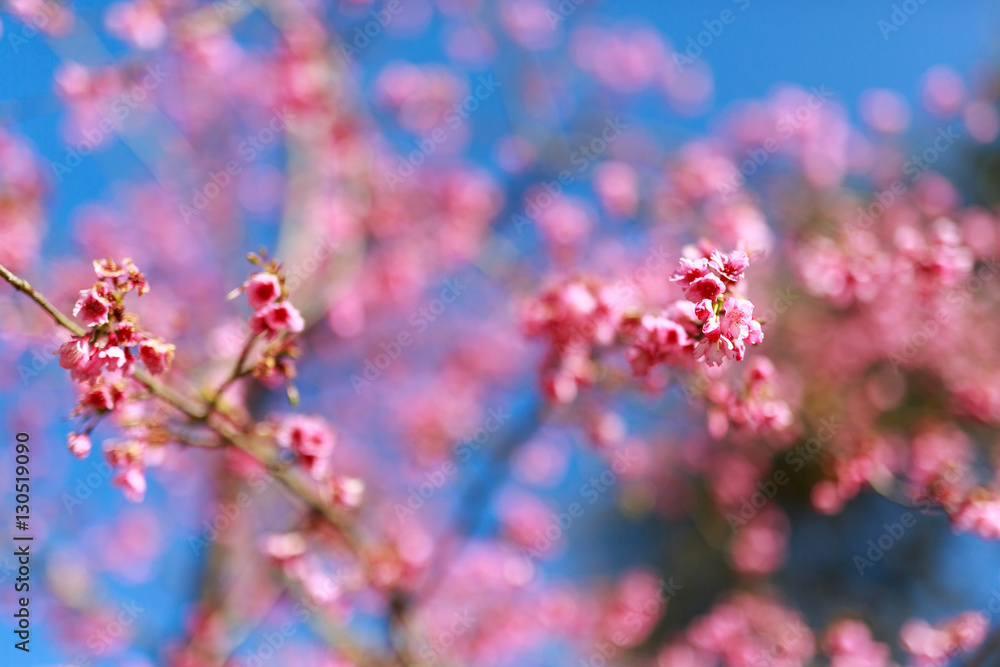 Soft focus Wild Cherry flower Giant tiger flowers in the garden in Thailand (Prunus cerasoides). Soft focus Wild Cherry flower Giant tiger flowers in the garden in Thailand (Prunus cerasoides).