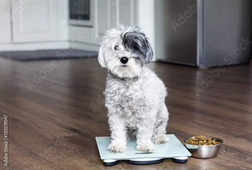 Fototapeta Naklejka Na Ścianę i Meble -  animal health - cute poodle dog  on weigh scales