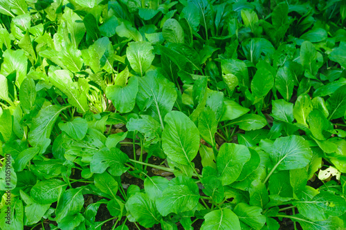 Vegetable growing in the garden with selective focus and blurry background.