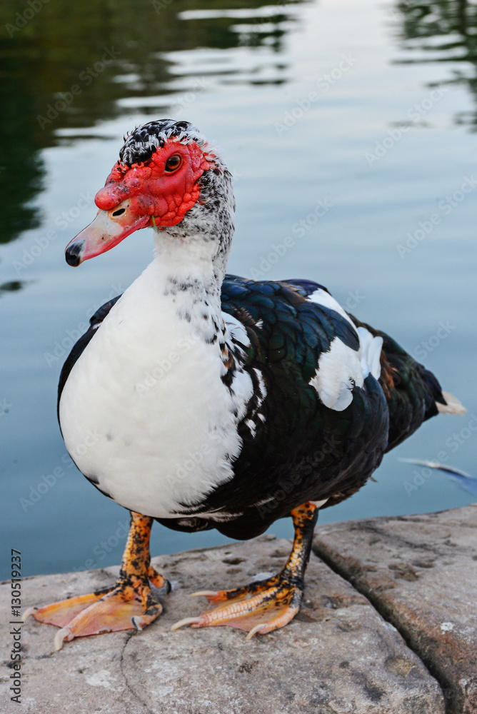beautiful Muscovy duck
