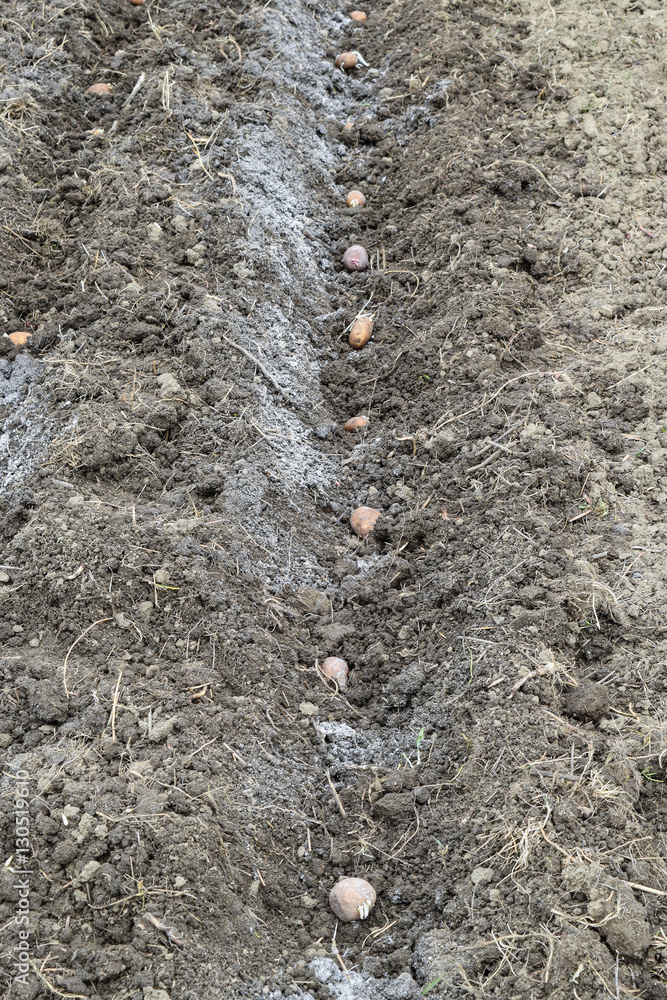 Planting potatoes in the garden Planting potatoes in the garden