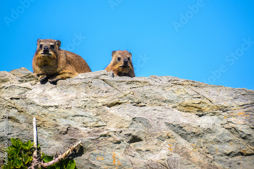 A Rock Hyraxs or Dassies (Procavia capensis) in Tsitsikamma National Park, South Africa