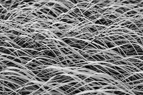 Black and white abstract grass background