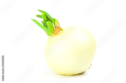 Fototapeta Naklejka Na Ścianę i Meble -  Onion isolated on a white background cutout