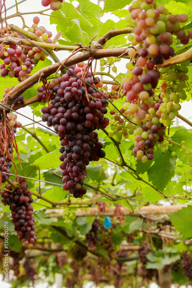 Bunch of grapes, red and green