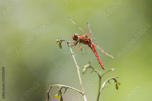 dragonfly © julieta