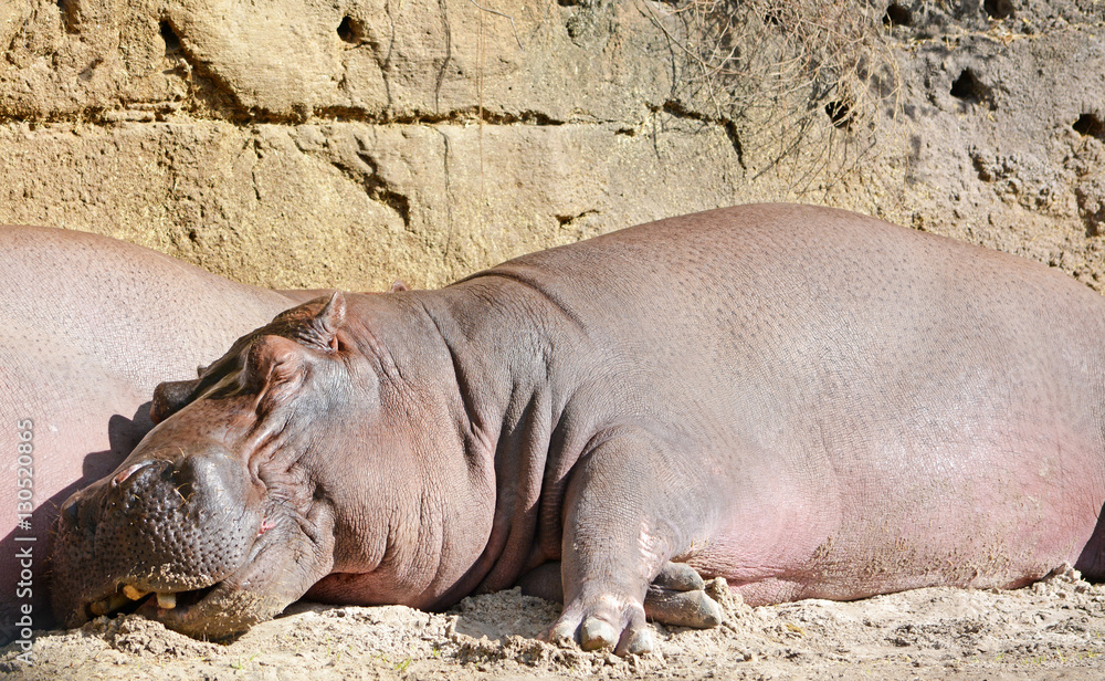 Big and funny sleeping hippo Big and funny sleeping hippo