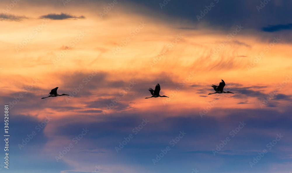 Obraz premium Silhouetted Birds Flying in the Sunset Sky