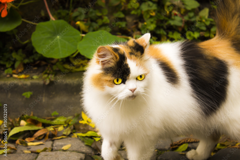 Colored cat with yellow eyes