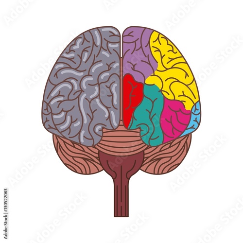 human brain with two cerebral hemispheres icon over white background. colorful design. vector illustraiton