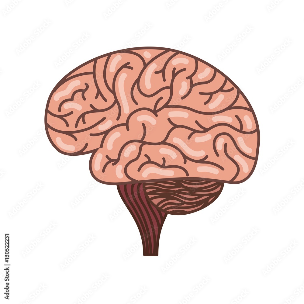 human brain organ icon over white background. colorful design. side view. vector illustration