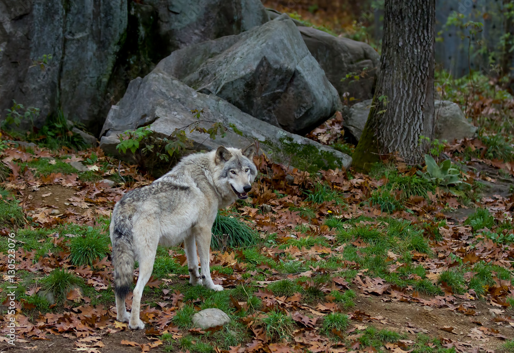 Fototapeta premium Timber wolf or Grey Wolf (Canis lupus) walking in autumn in Canada