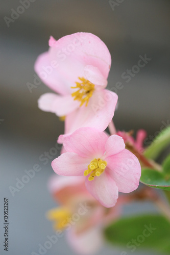 pollen of pink flower on blur background  macro shot
