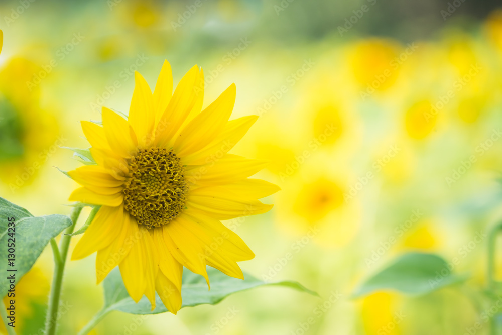 Obraz premium Sunflower field