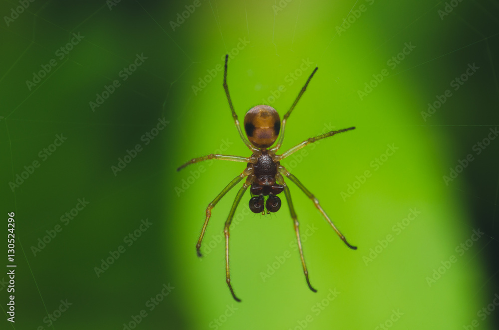 spider on web spider on web