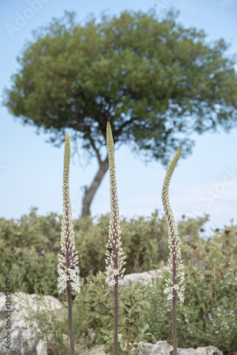 Sea Squill Plant photo