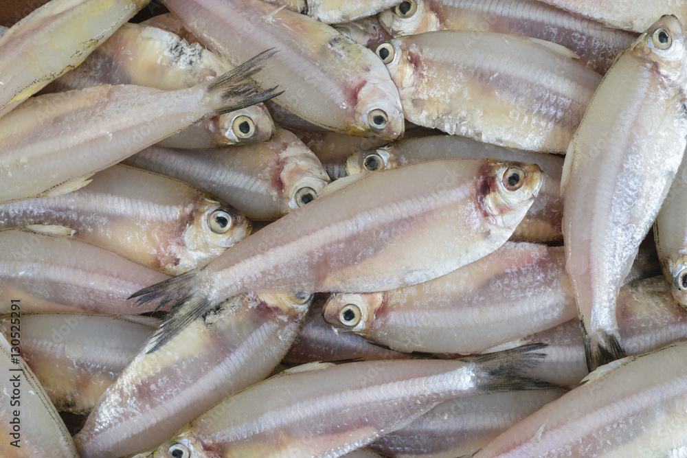 Indian anchovy or kozhuva / netholi Indian anchovy or kozhuva / netholi