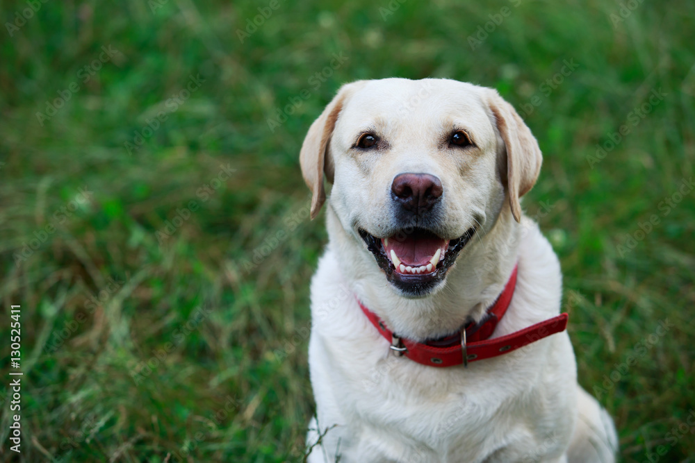 dog breed Labrador