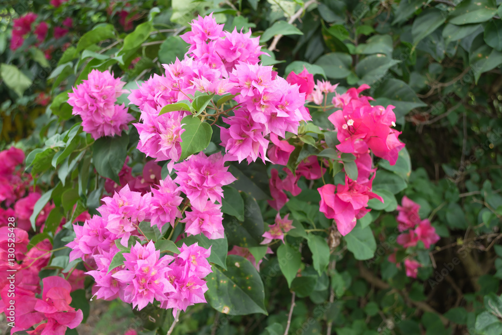 Pink bougainvillea blooms in the garden Pink bougainvillea blooms in the garden