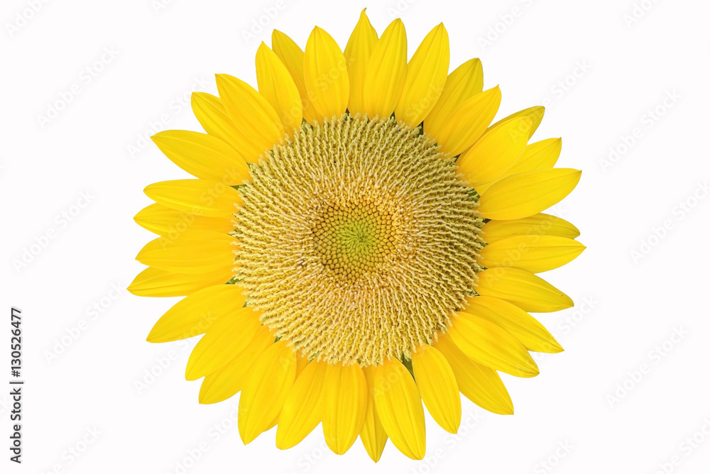 Naklejka premium Single sunflower isolated on white background