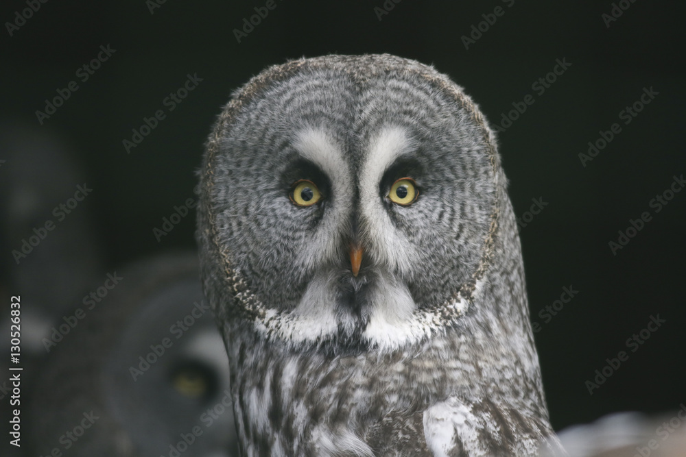 Obraz premium Bartkauz (Strix nebulosa)