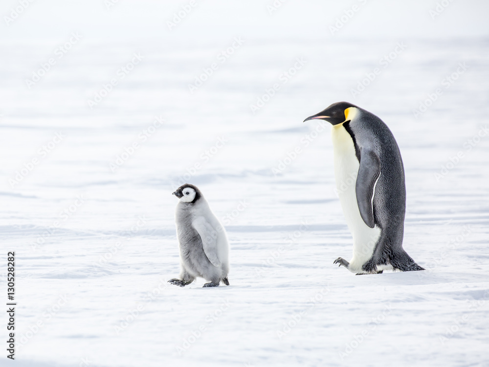 Naklejka premium Emperor Penguins on the frozen Weddell Sea in Antarctica