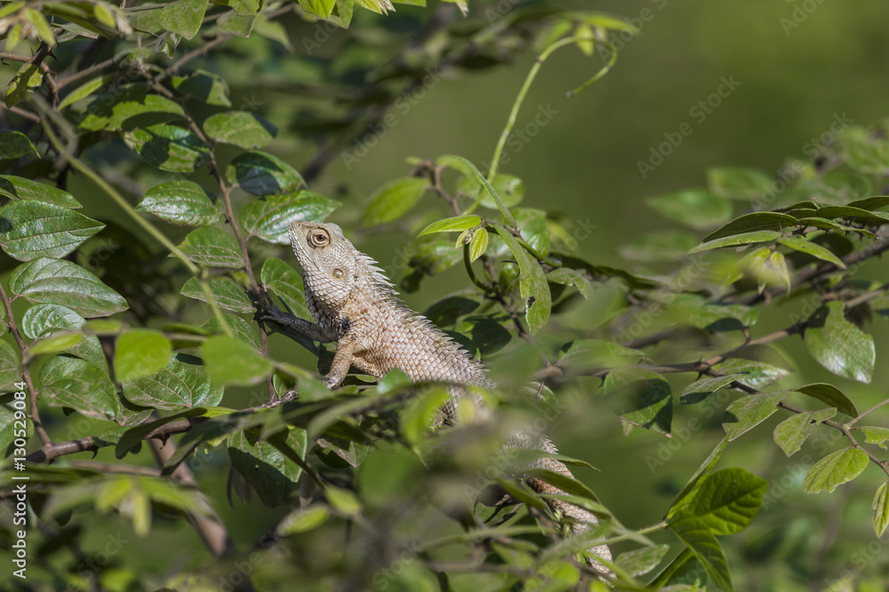 Lizard close up macro animal portrait Lizard close up macro animal portrait