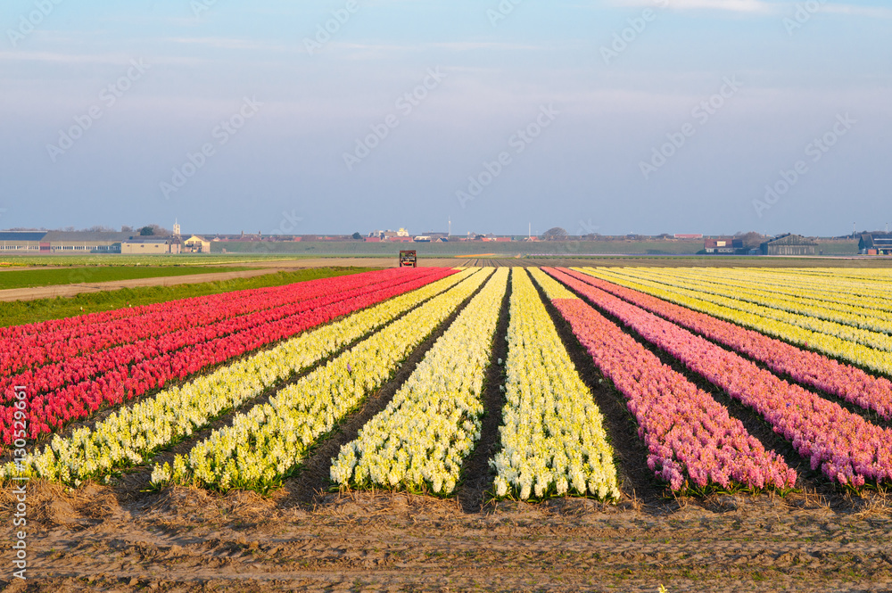 Field with hyacinth in  all kinds of colors