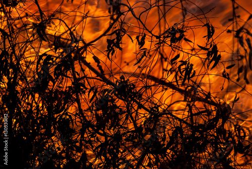 Wild Fire and Leaves