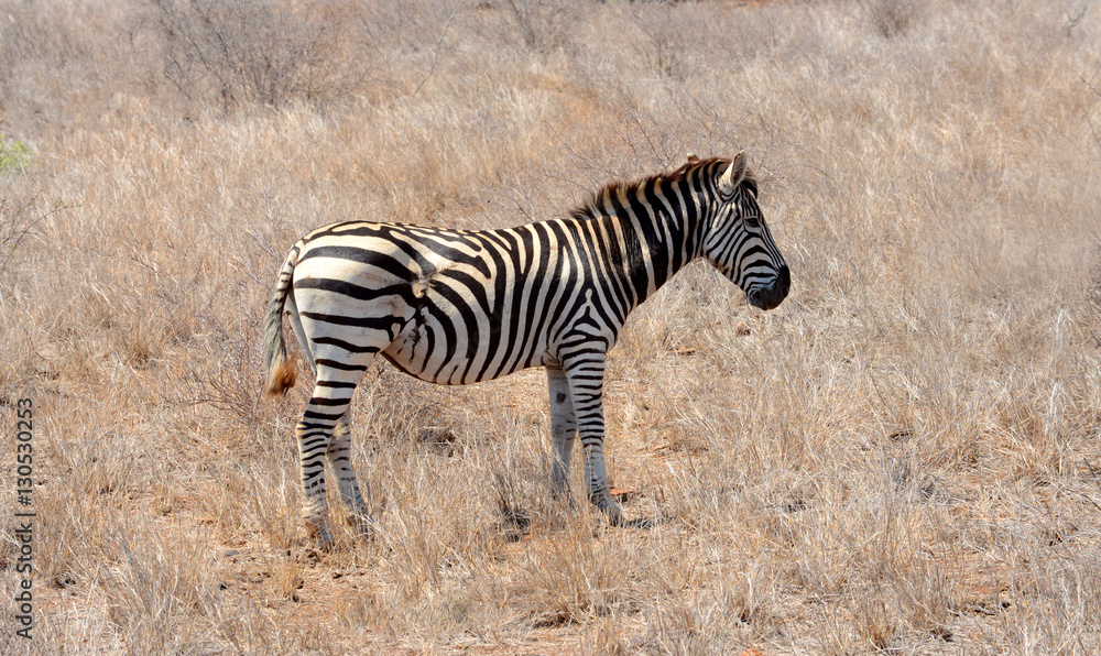 Zebra showing scares on hind quarter from fight with a preditor Zebra showing scares on hind quarter from fight with a preditor