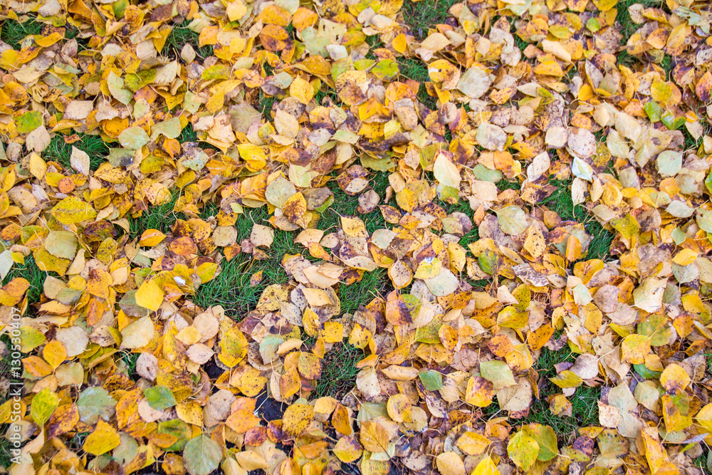 Lots of fallen leaves on grass Lots of fallen leaves on grass