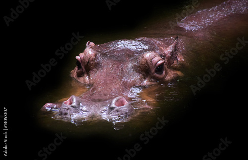 Hippopotamus on the black background.