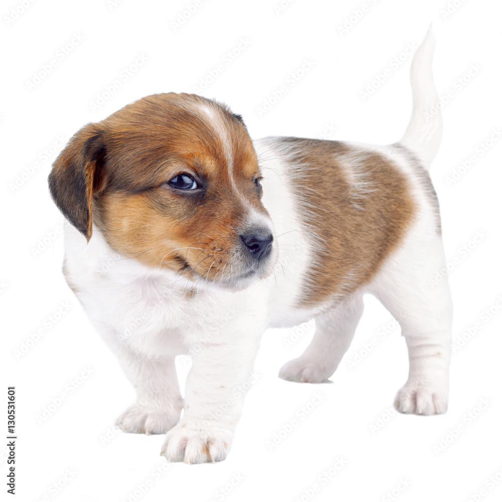 Cute Puppy Dog Isolated On White. Little Pet Looking at Camera
