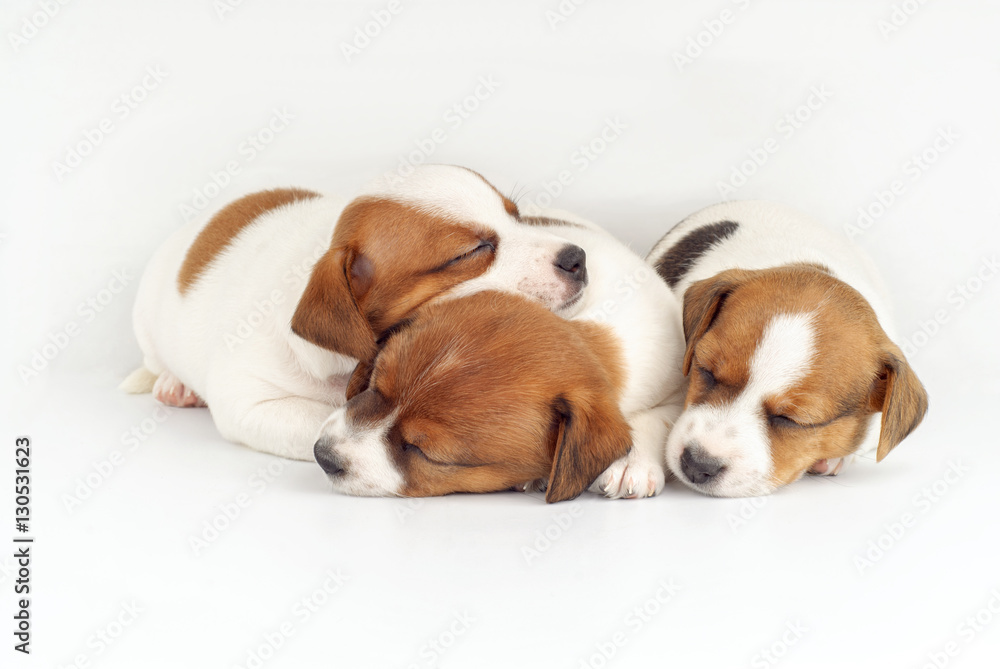 Three Little Puppies Sleeping on white background