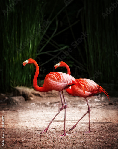 Couple pink Flamingo on the sand