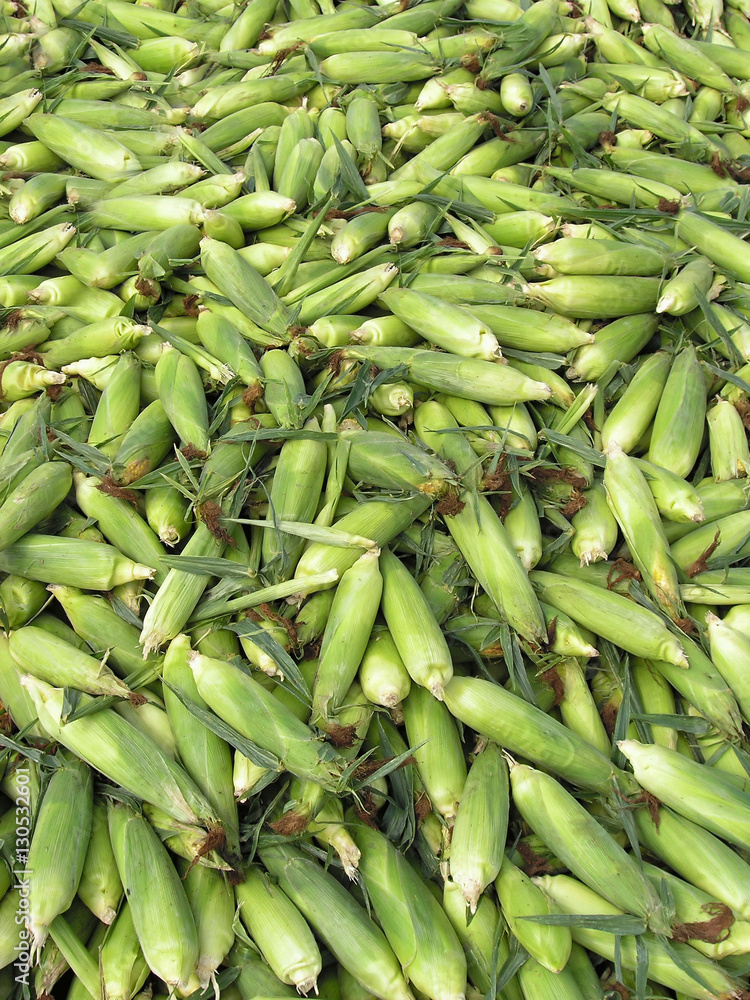 Heap of harvested ripe raw fresh green husky corn ears texture background Heap of harvested ripe raw fresh green husky corn ears texture background