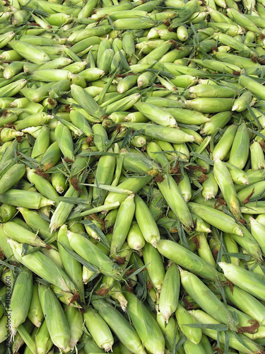 Heap of harvested ripe raw fresh green husky corn ears texture background