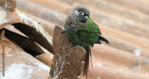 4K UltraHD A Fiery Shouldered Conure, Pyrrhura egregia perched photo