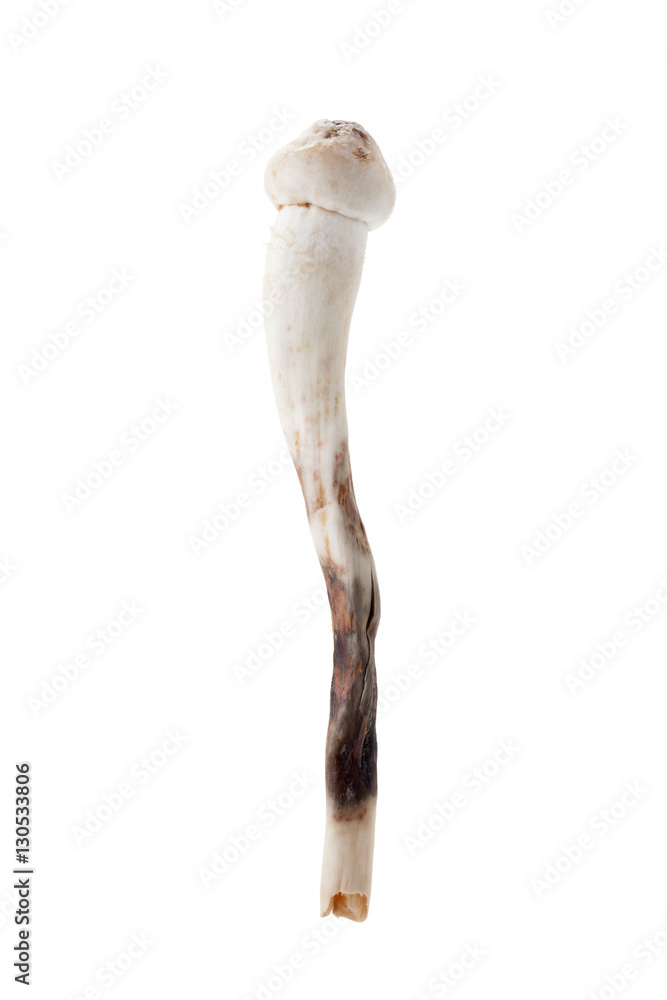 Termitomyces mushroom or termite mushroom Termitomyces mushroom or termite mushroom