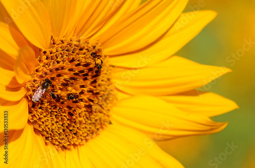 Close-up sunflowers with bee © chaipanya