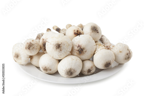 Termitomyces mushroom or termite mushroom