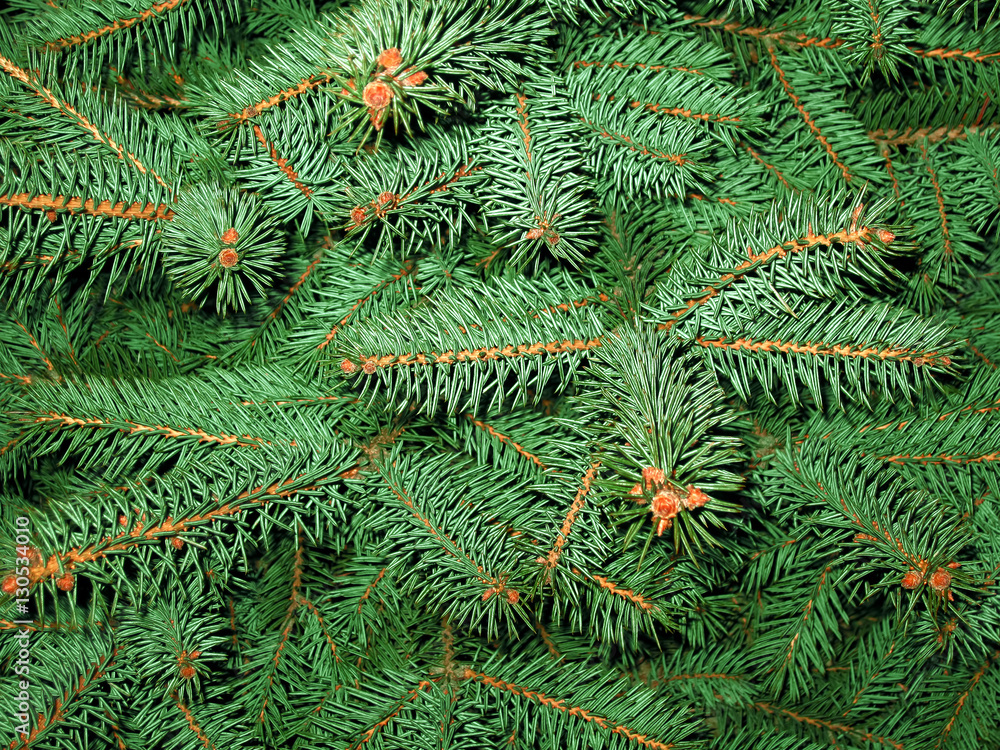 Fir branches. Green background. Christmas tree. Needles. Macro. Texture.
