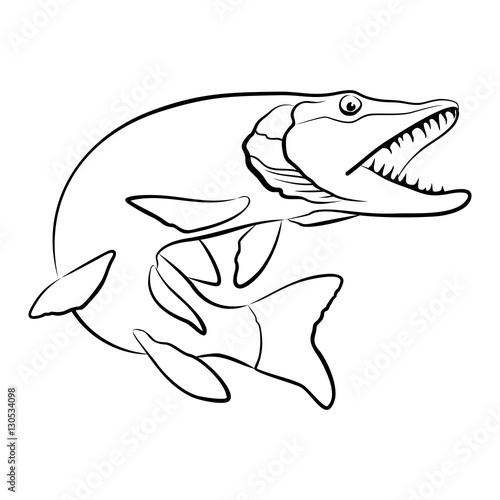 Pike fish vector isolated on white background 