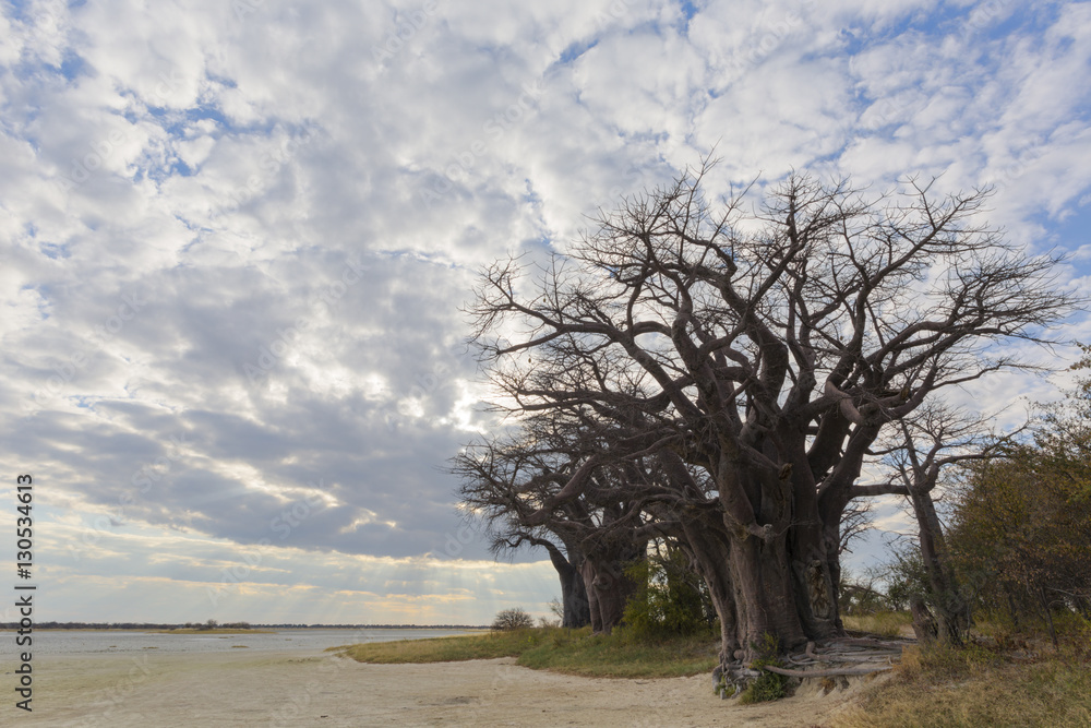 Fototapeta premium Clouds at Baines Baobabs