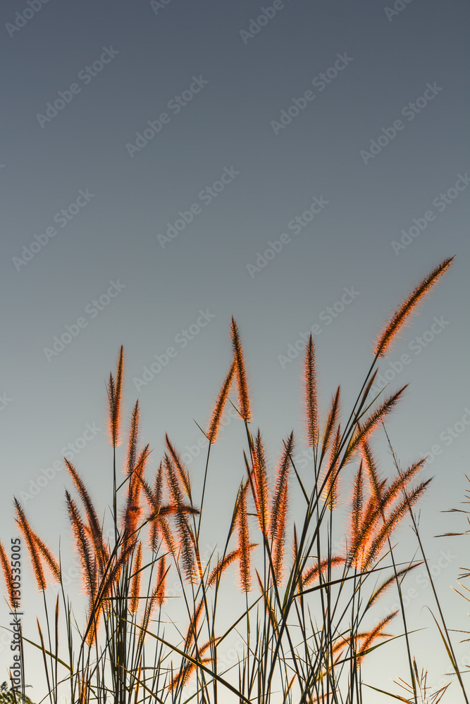 Grass sunlight sun shines in the evening, after the day it is refreshing for those who pass through every day. Grass sunlight sun shines in the evening, after the day it is refreshing for those who pass through every day.